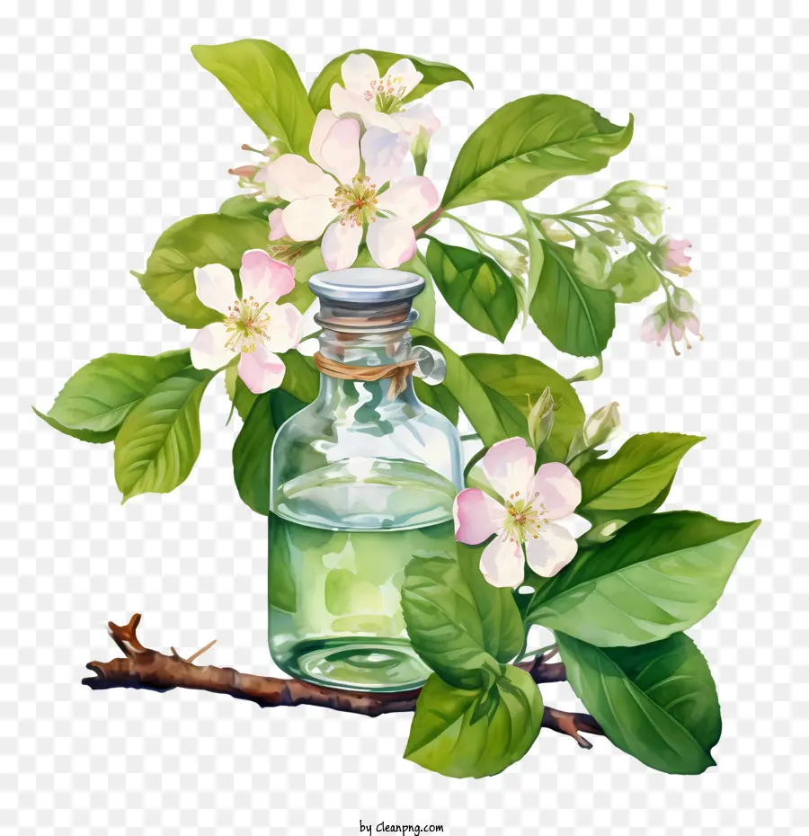 Apple Blossom，Las Flores De La Manzana PNG