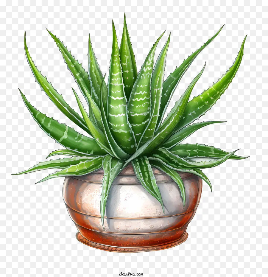 Aloe Vera，En Maceta PNG