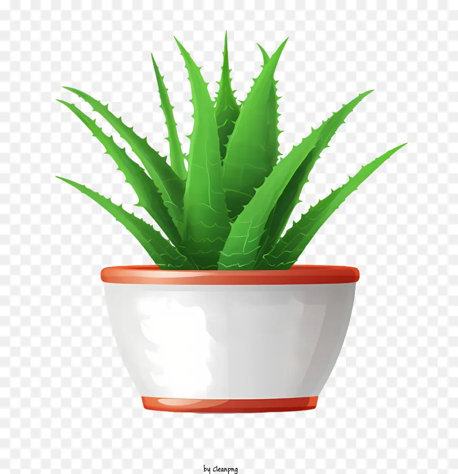 Aloe Vera，Planta PNG