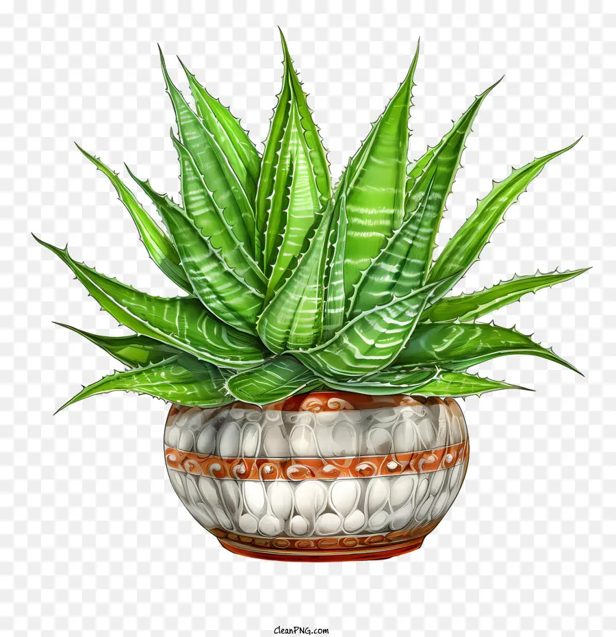 Aloe Vera，Aloe PNG