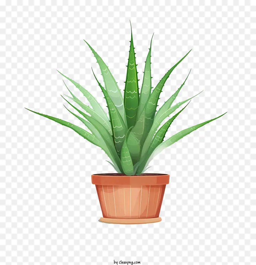 Aloe Vera，Planta PNG