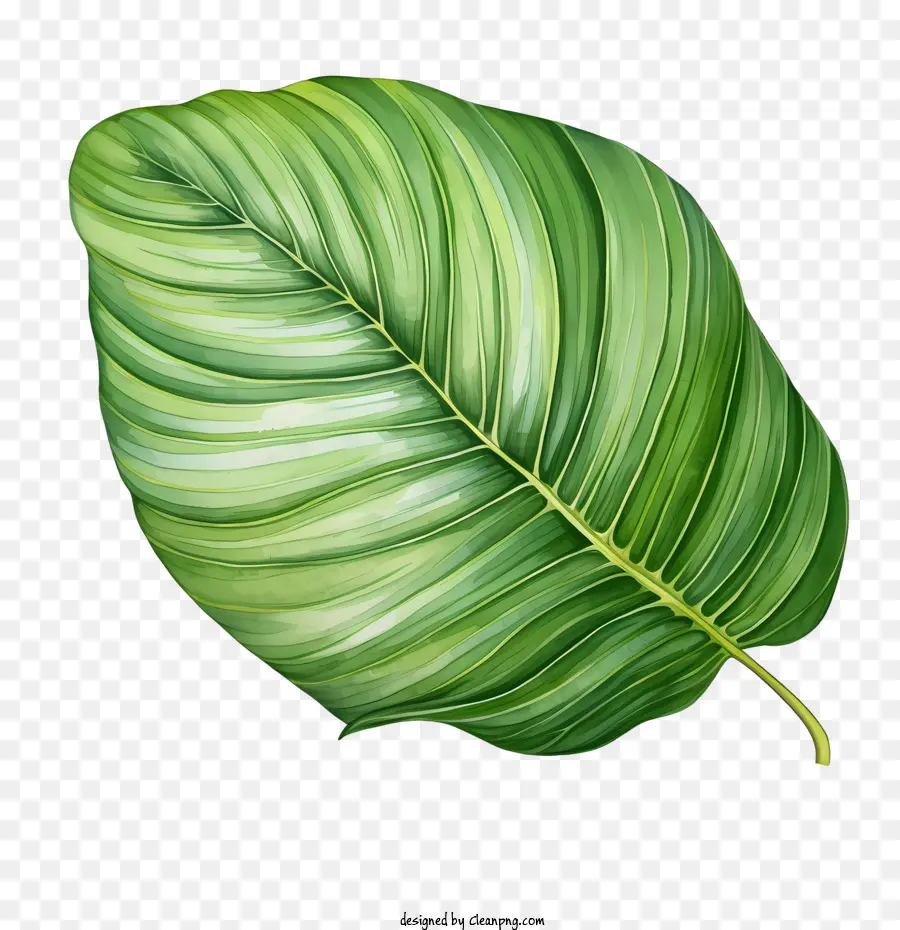 Tropicales De Hoja，Verde Hoja PNG