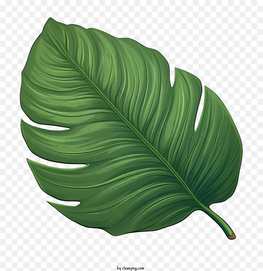 Hoja Tropical，Hojas Verdes PNG