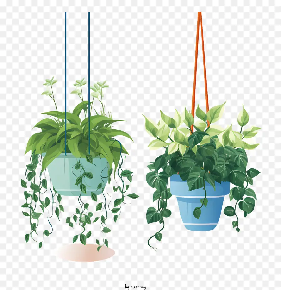 Planta Colgante Con Maceta，Planta PNG