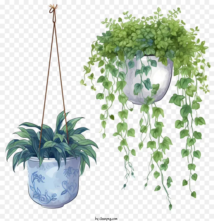 Planta Colgante Con Maceta，Colgante PNG