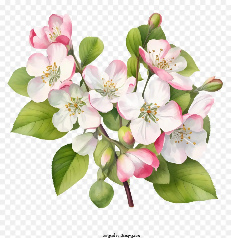 Apple Blossom，La Primavera PNG