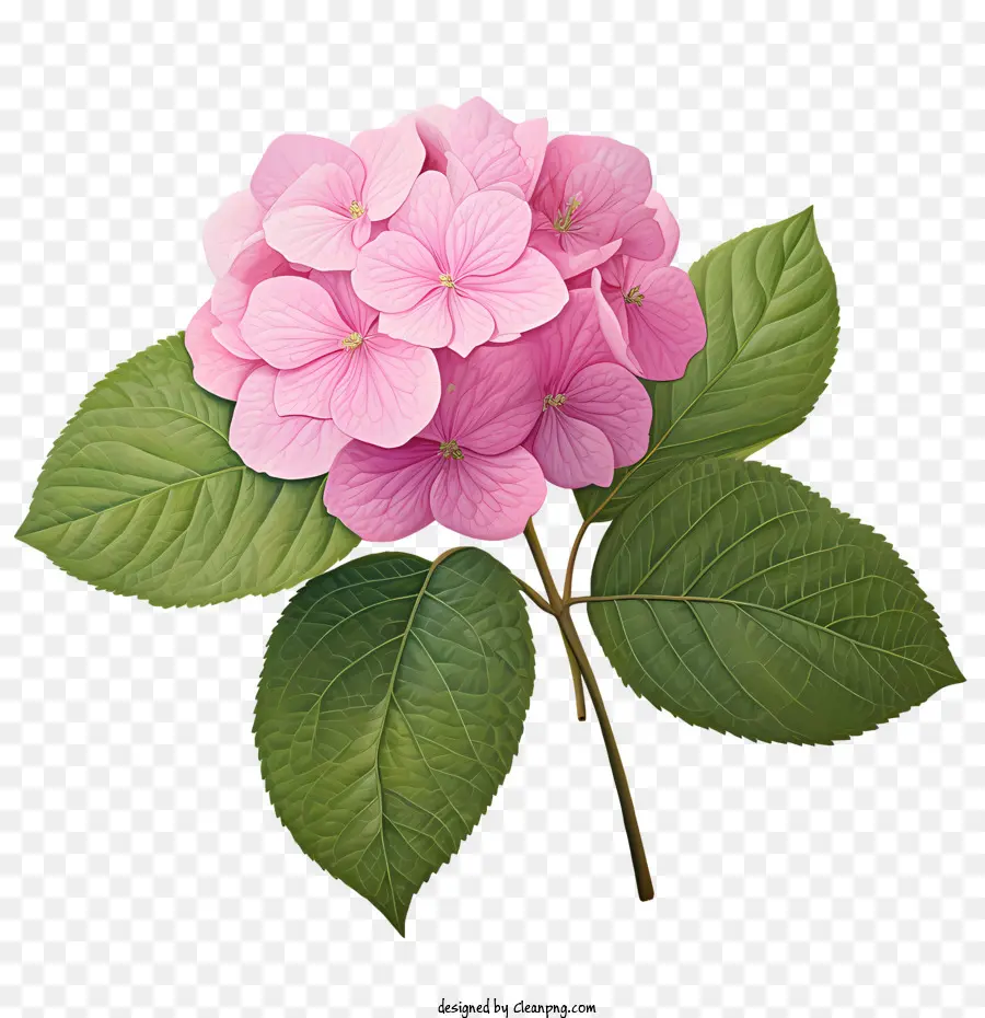 Hortensia De La Flor，Flor Rosa PNG