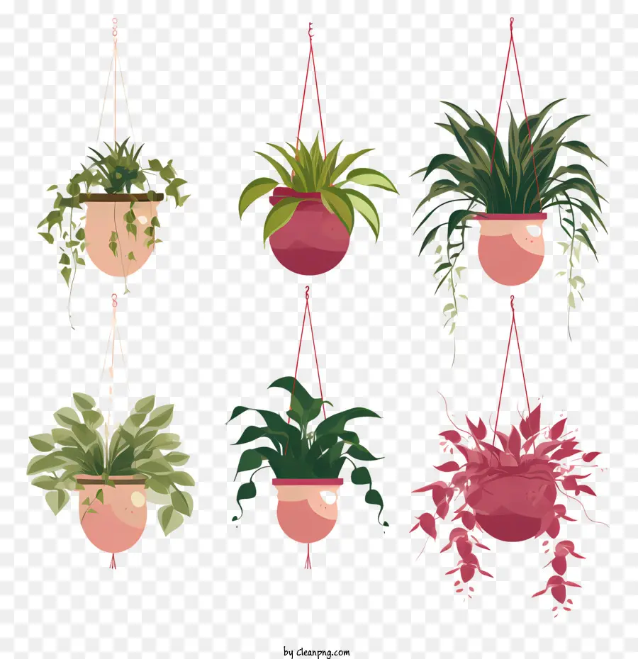 Planta Colgante Con Maceta，Las Plantas En Maceta PNG