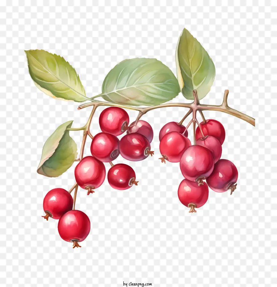 Arándanos Rojos，Frutos Rojos PNG