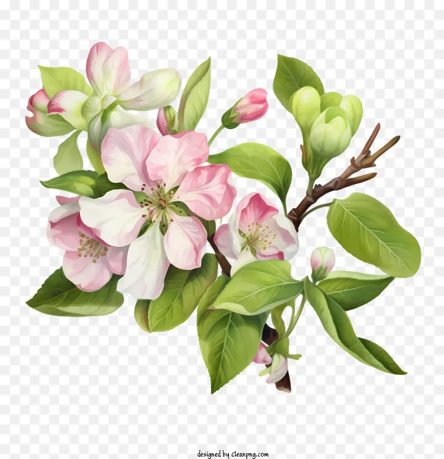 Apple Blossom，Manzano Floreciente PNG