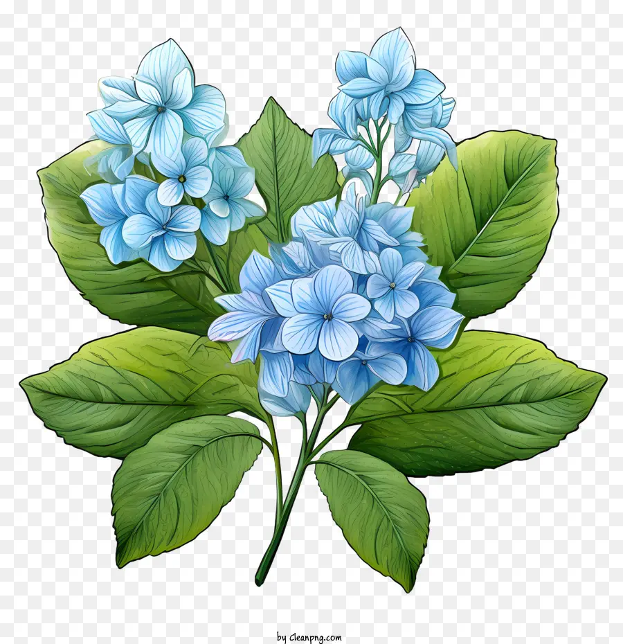 Hortensia De La Flor，Flores De Color Azul PNG