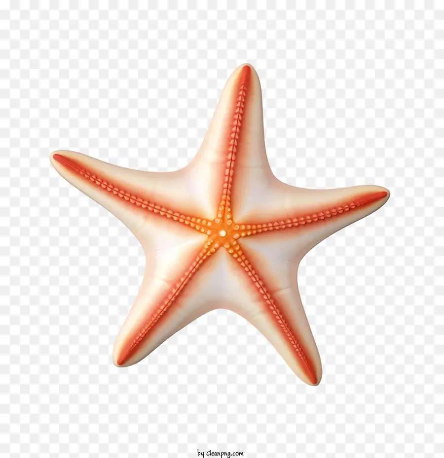 Estrella De Mar，Estrella De Mar Roja PNG