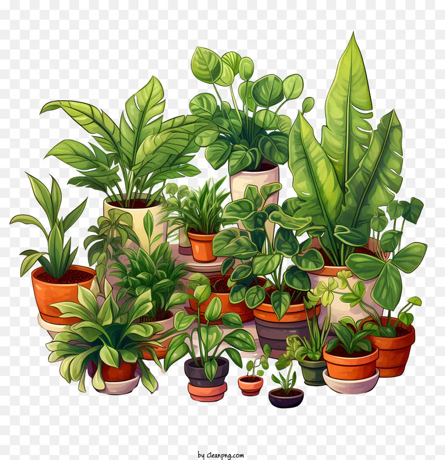 Día De Apreciación De La Planta De Interior，Planta PNG