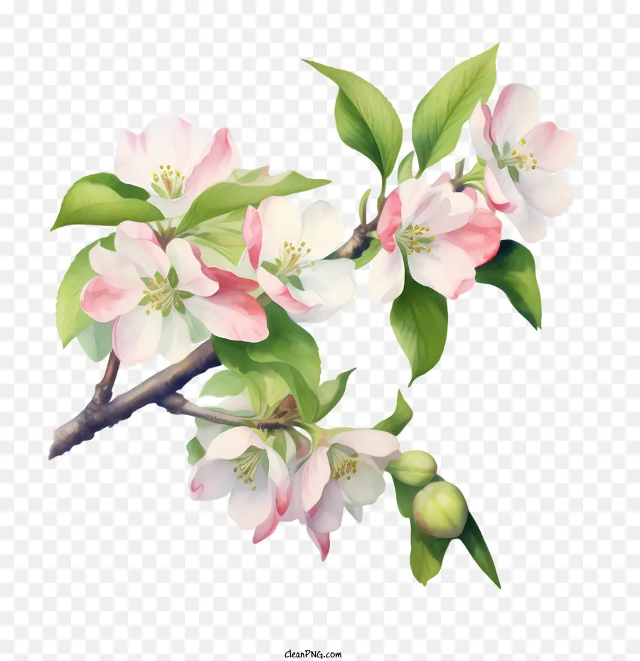 Apple Blossom，Rama PNG