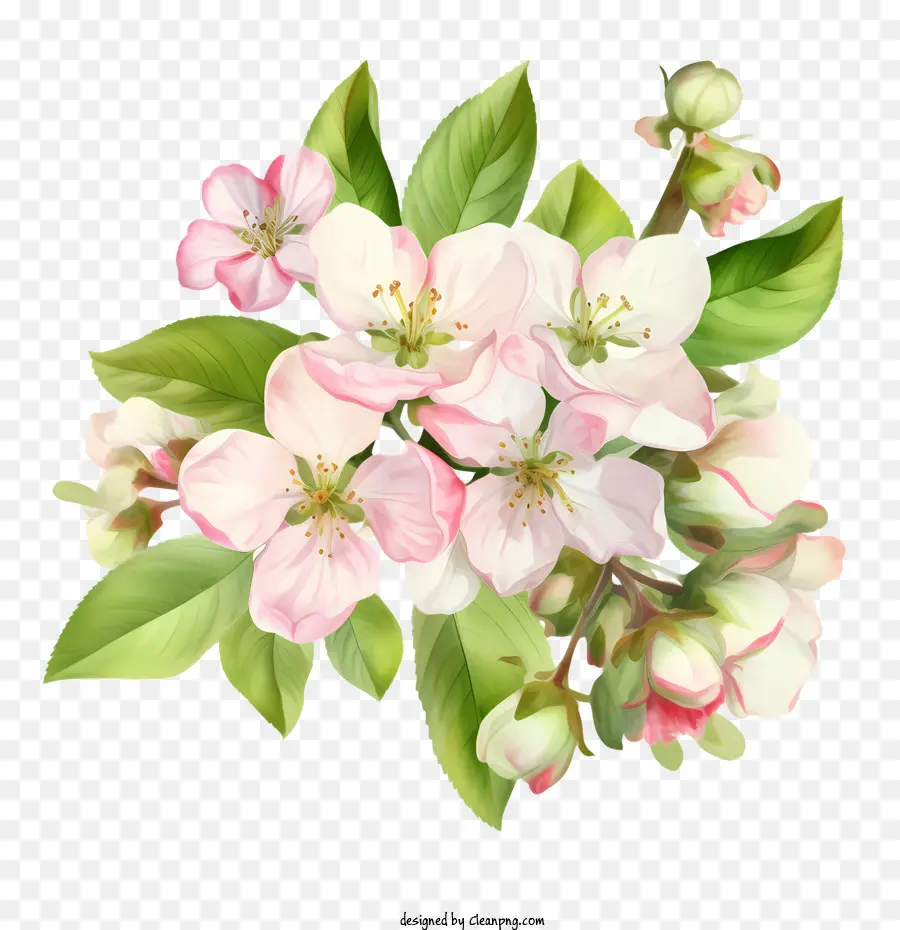 Apple Blossom，Las Flores De La Manzana PNG