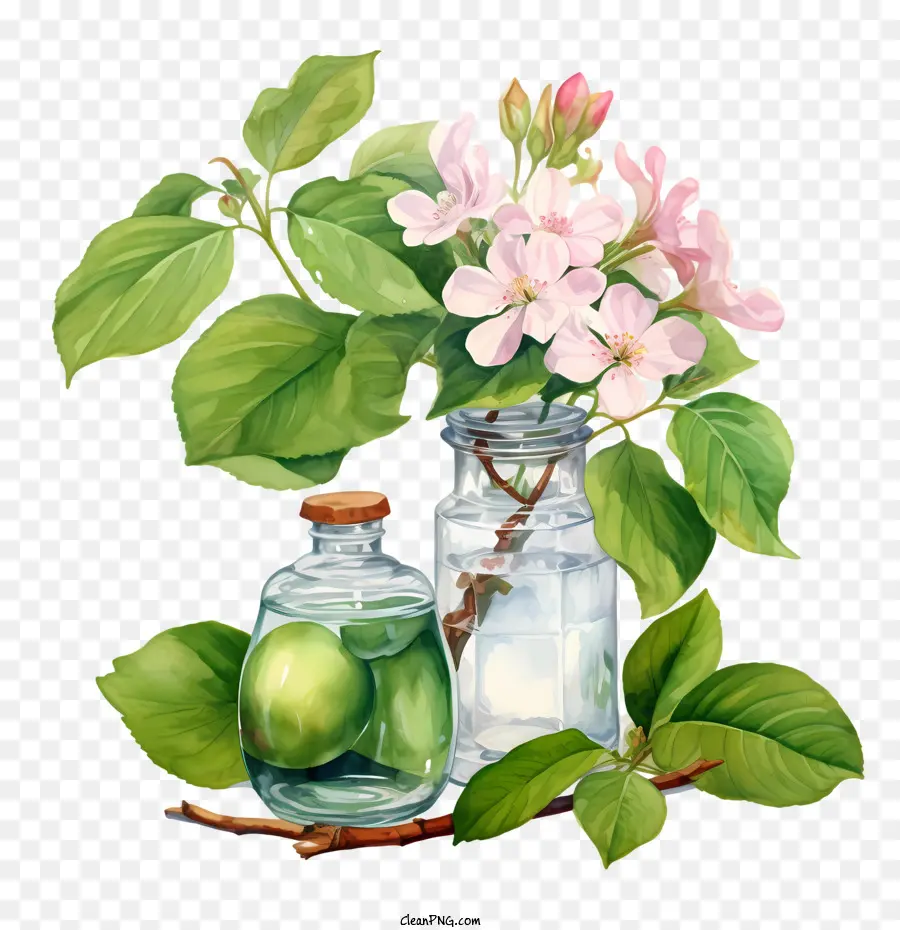 Apple Blossom，Flor PNG