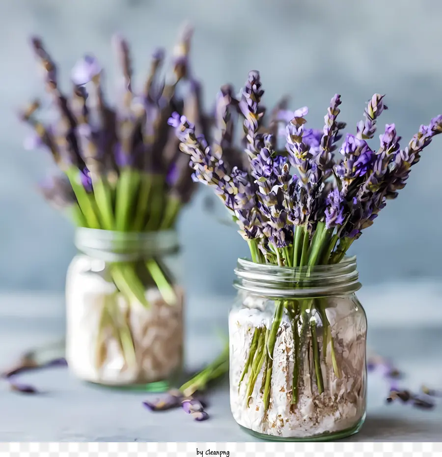 Día Nacional De Jarras Del Masón，Lavanda PNG