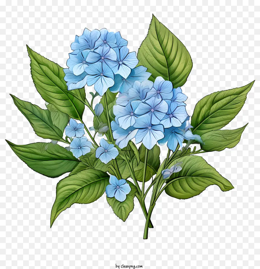 Flor De Hortensia，Flores Azules PNG