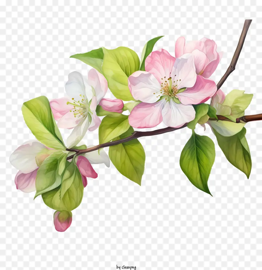 Apple Blossom，El Florecimiento PNG