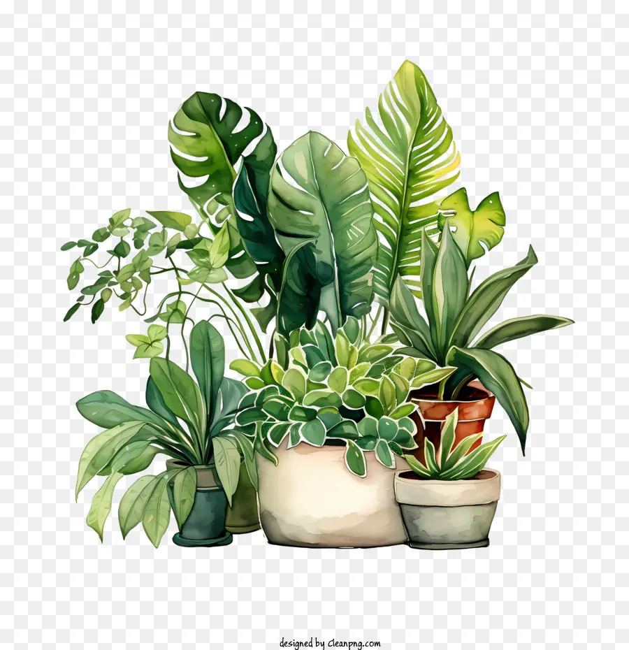 Plantas En Macetas，Interior PNG