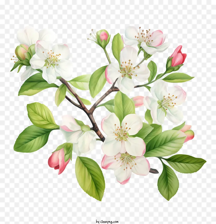 Apple Blossom，Flor PNG