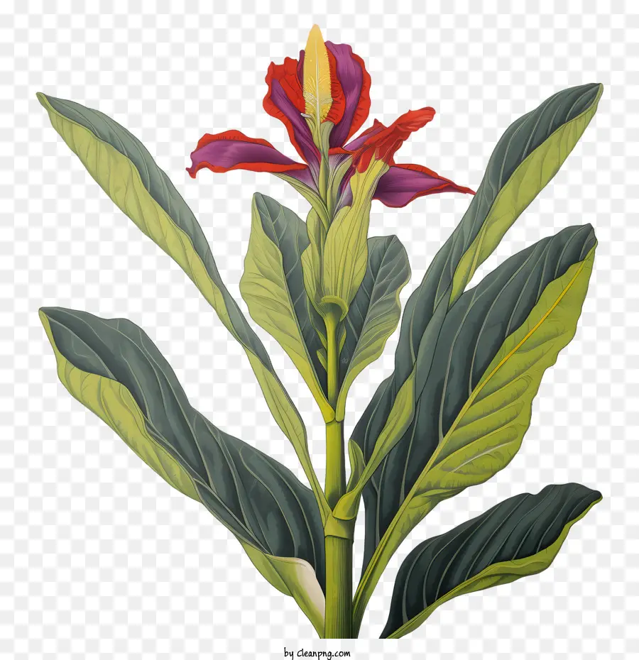 La Barra Indica，Flor Roja PNG