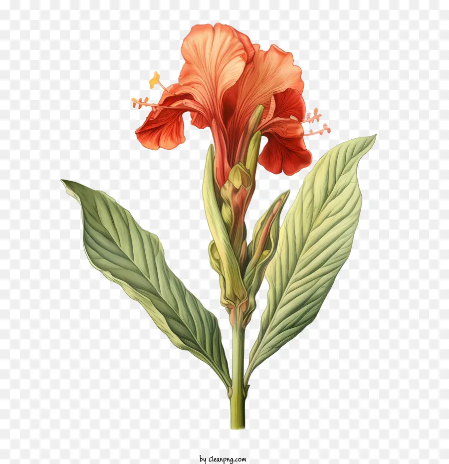 La Barra Indica，Rosa PNG