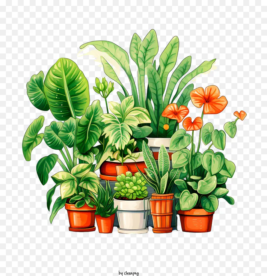 Día De Apreciación De La Planta De Interior，Plantas Tropicales PNG