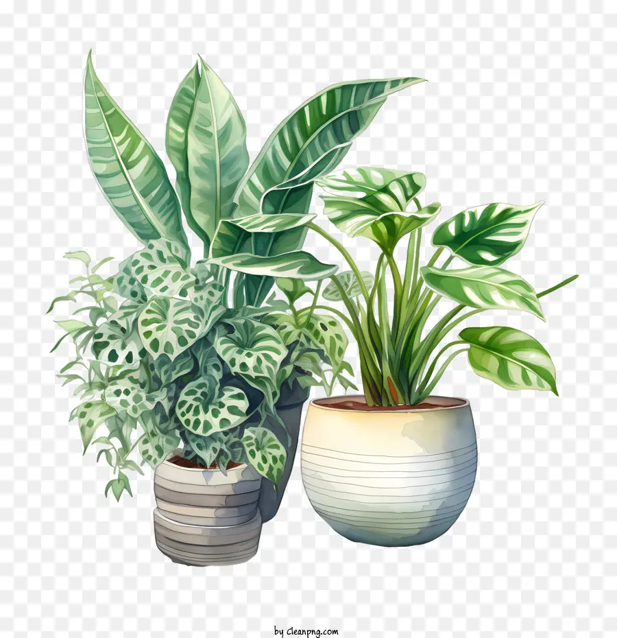 Día De Apreciación De La Planta De Interior，Planta PNG