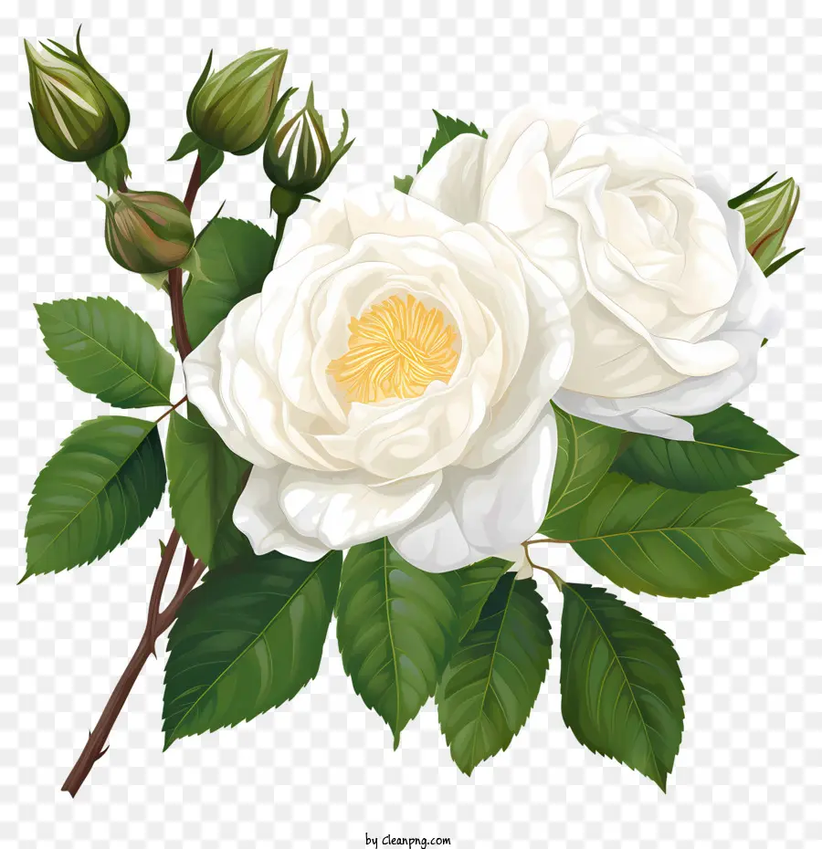 Flor Rosa Blanca，Rosas Blancas PNG