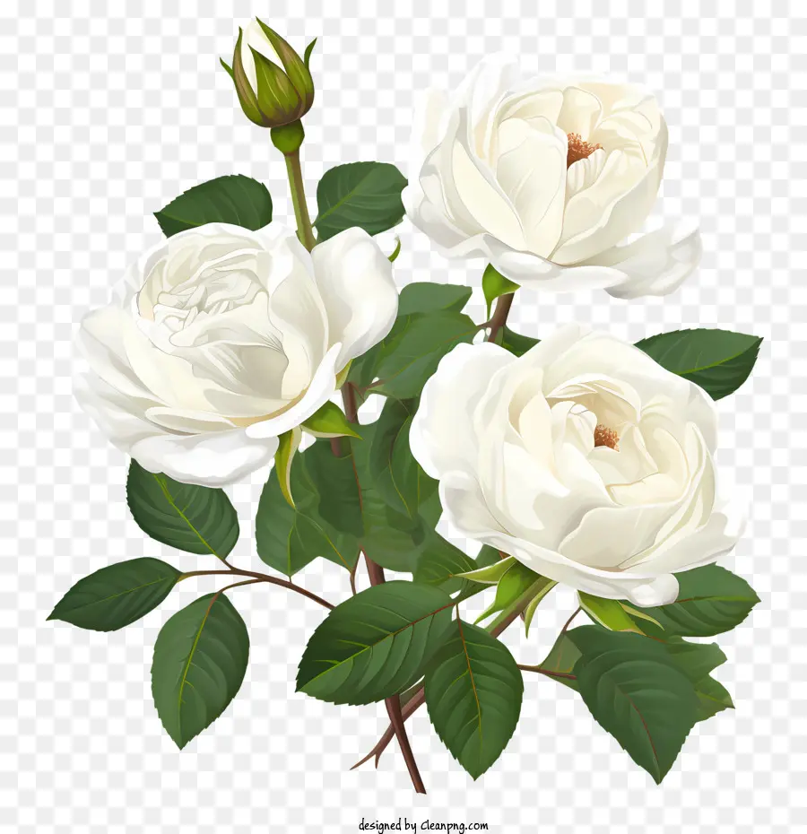 Flor Rosa Blanca，Rosas Blancas PNG