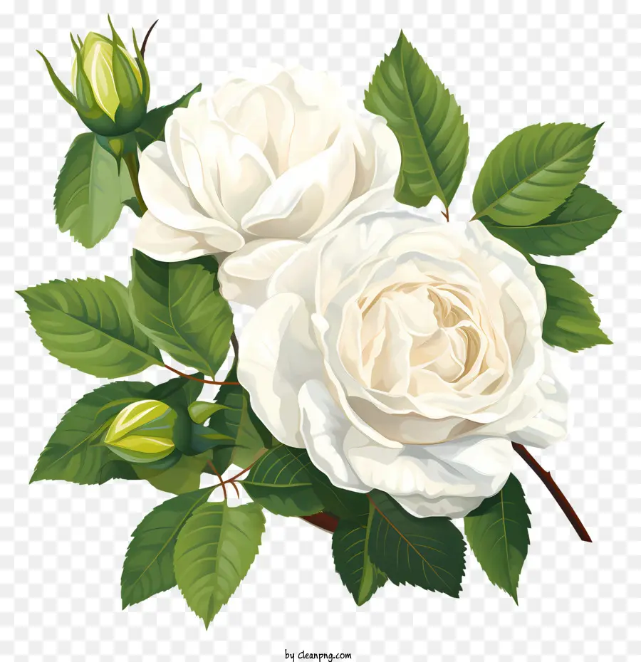 Flor De Rosa Blanca，Las Rosas Blancas PNG