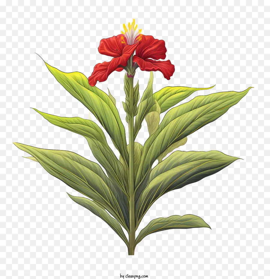 Canna Indica，Flor Roja PNG