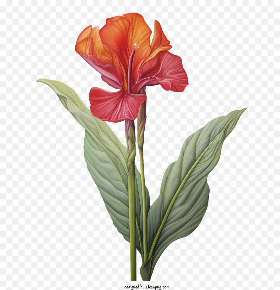 La Barra Indica，Lily PNG