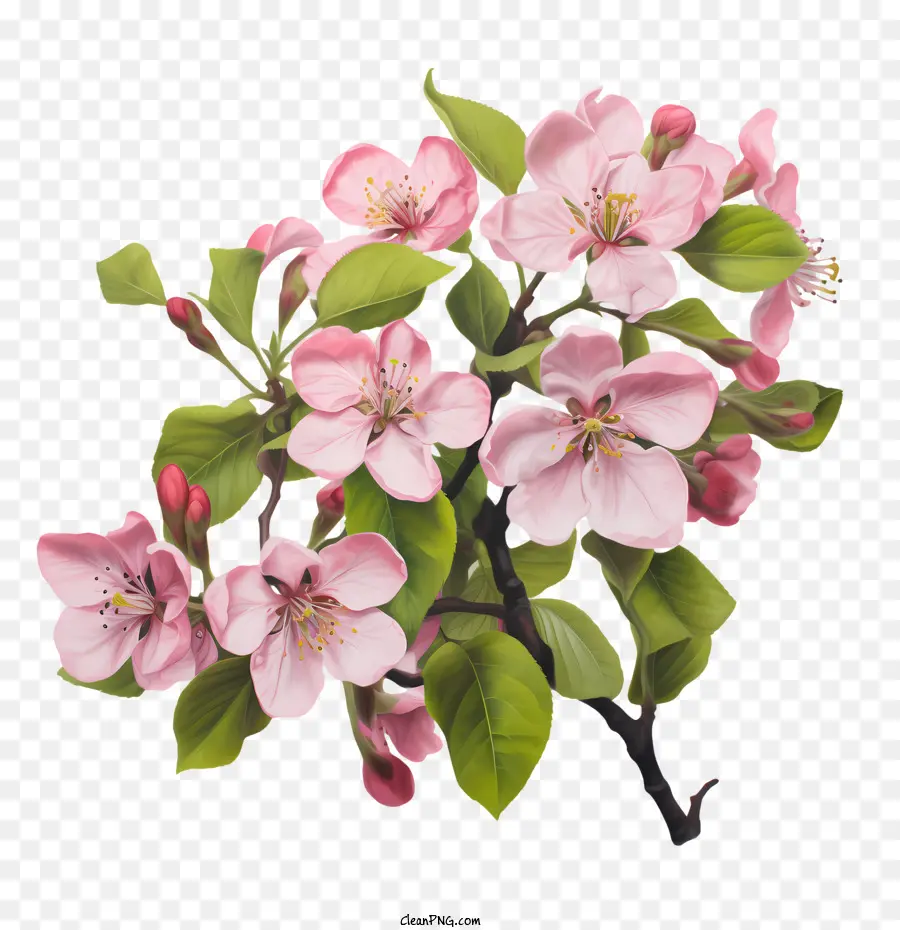 Apple Blossom，Rosa PNG