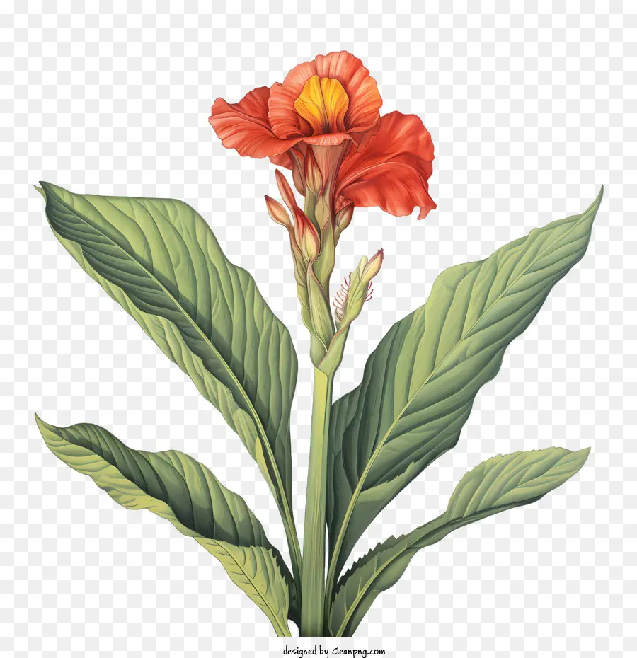 La Barra Indica，Flor Roja PNG