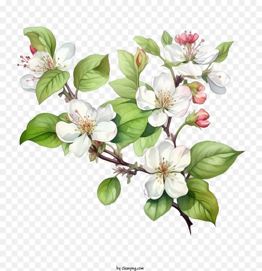 Apple Blossom，Rama PNG