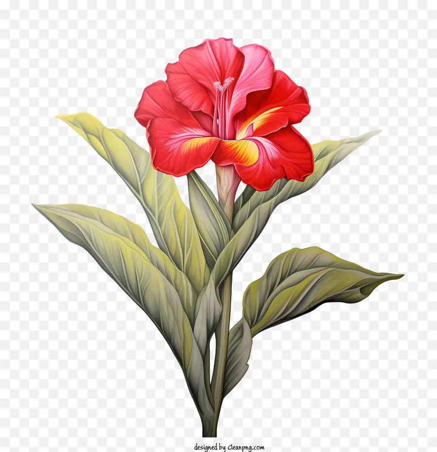 La Barra Indica，Flor PNG