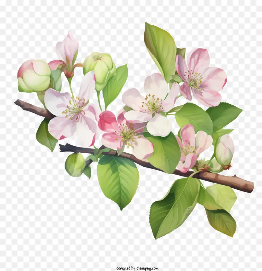 Apple Blossom，Apple PNG