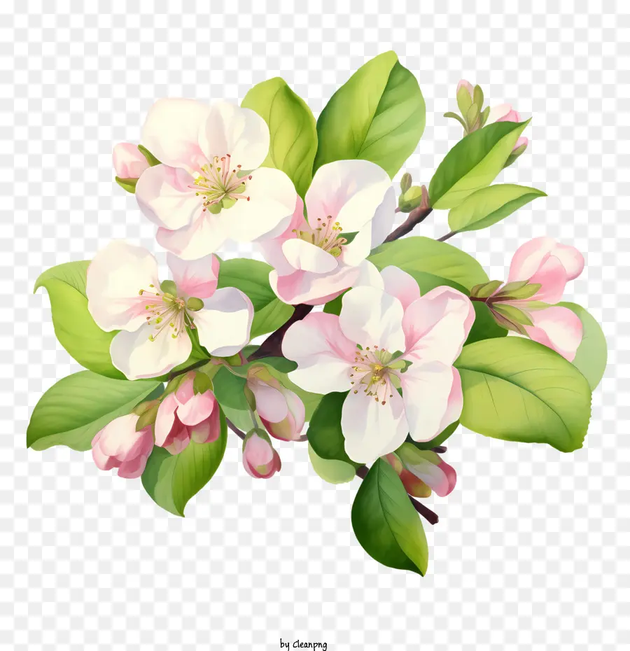 Apple Blossom，Las Flores De La Manzana PNG