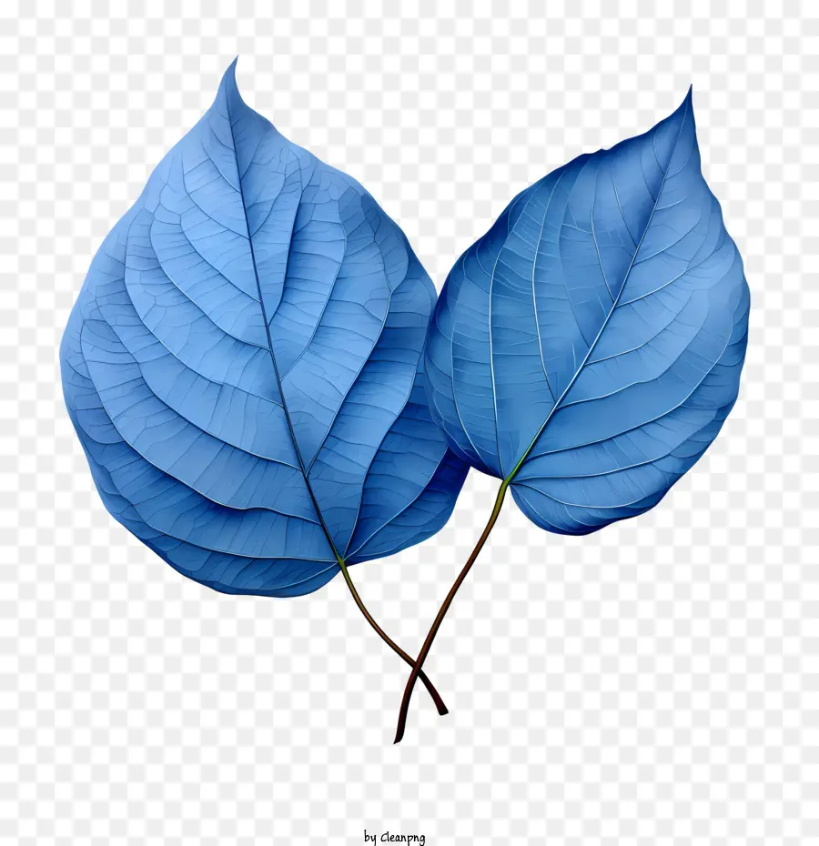 Hojas Azules，Naturaleza PNG