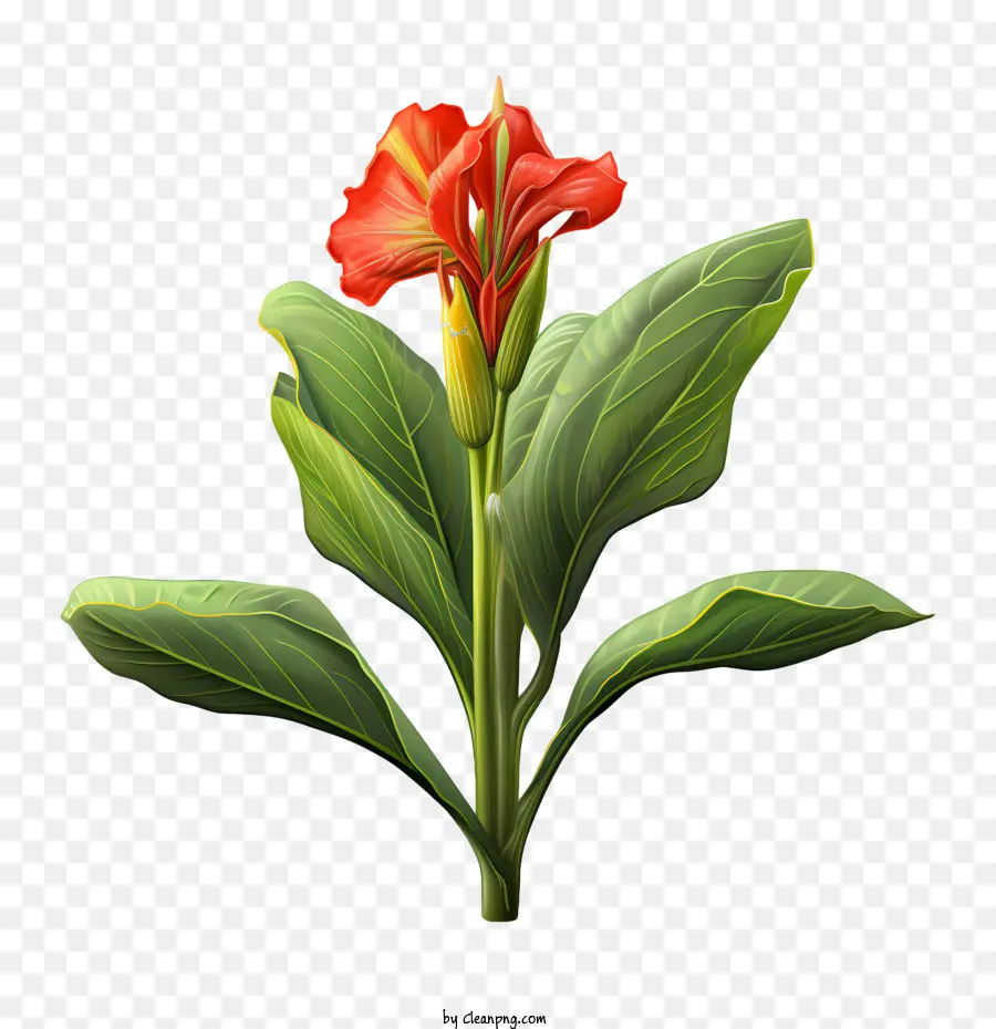 Canna Indica，Flor Roja PNG