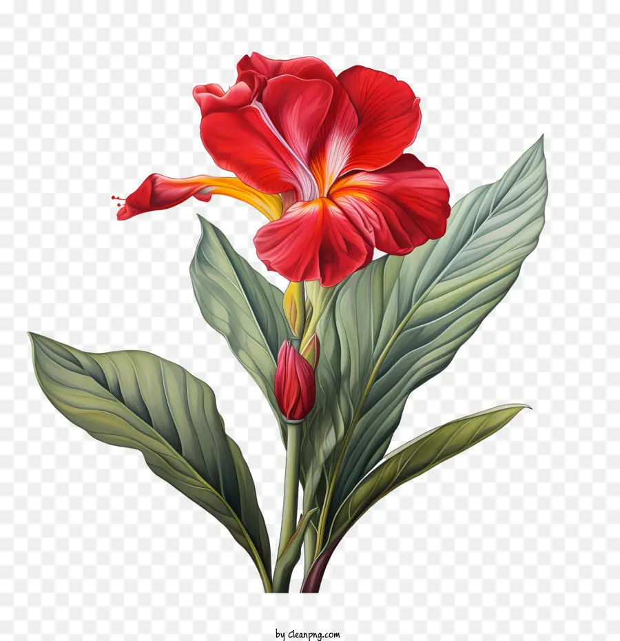 Canna Indica，Flor Roja PNG