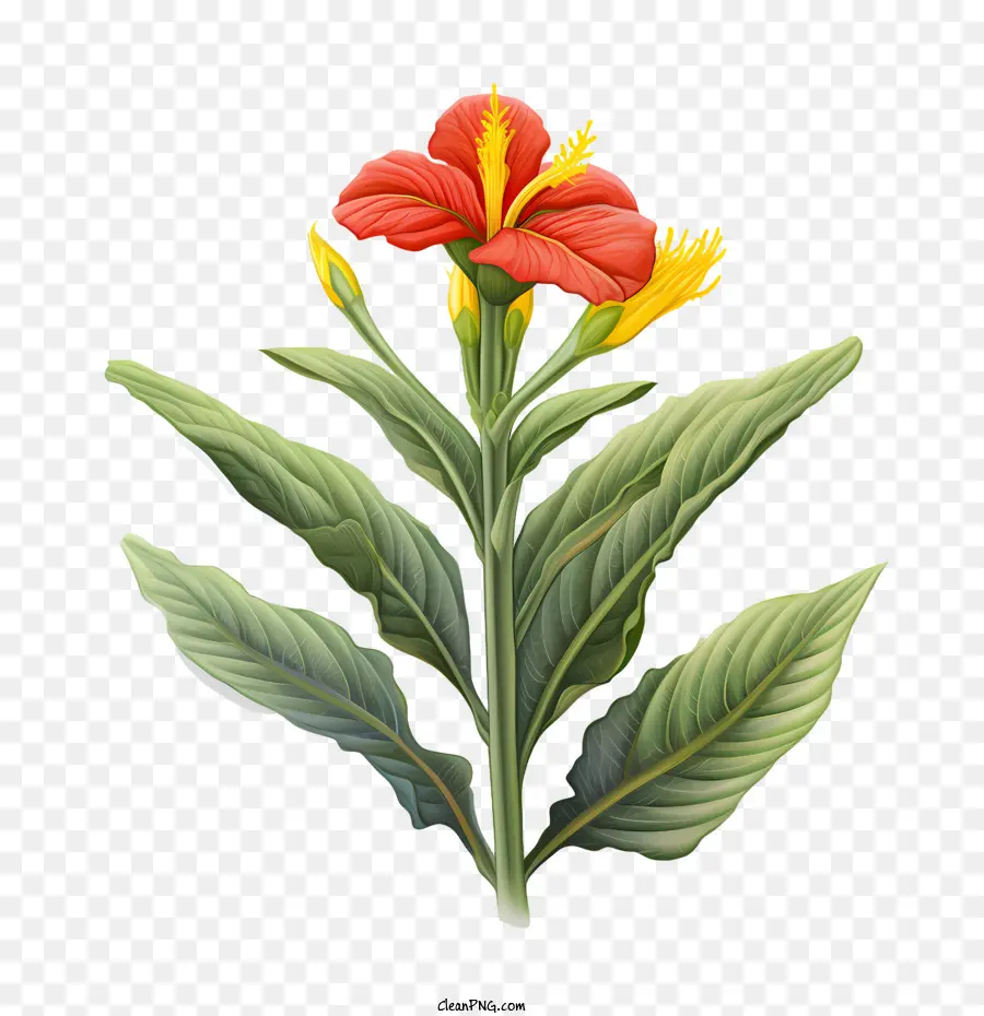 La Barra Indica，Flor PNG