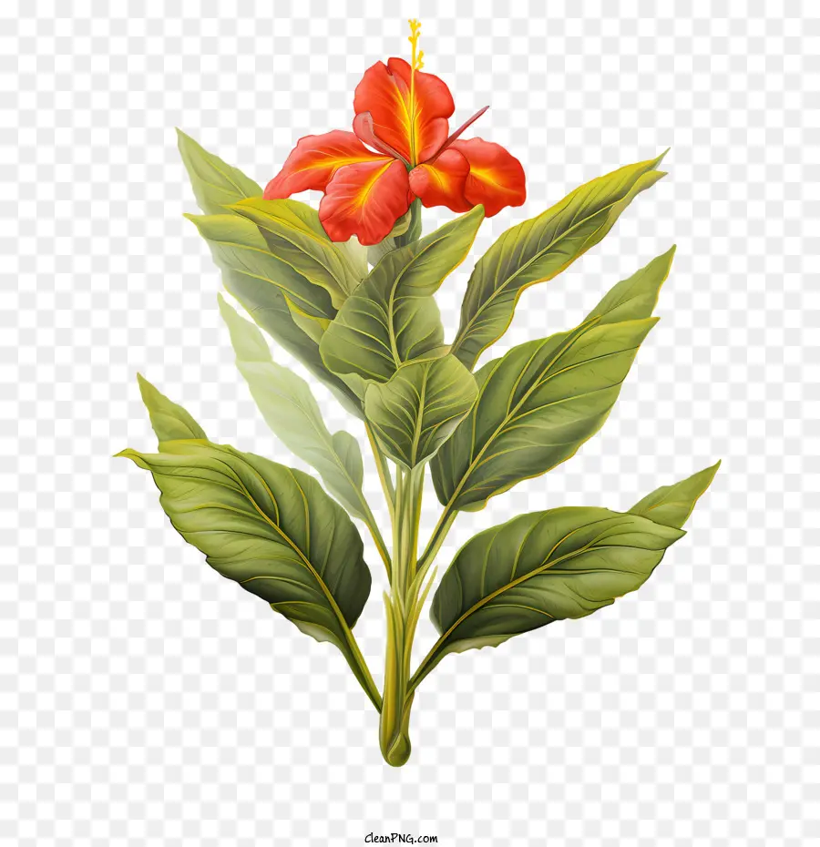 Canna Indica，Flor Roja PNG