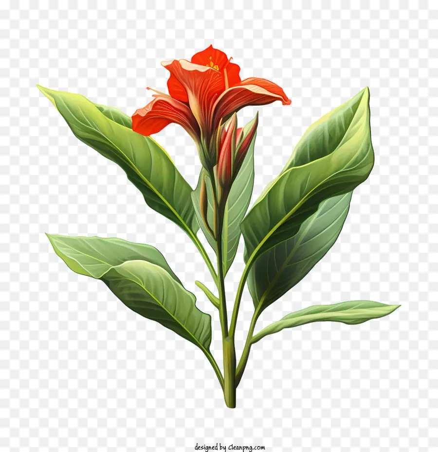 Canna Indica，Flor Roja PNG