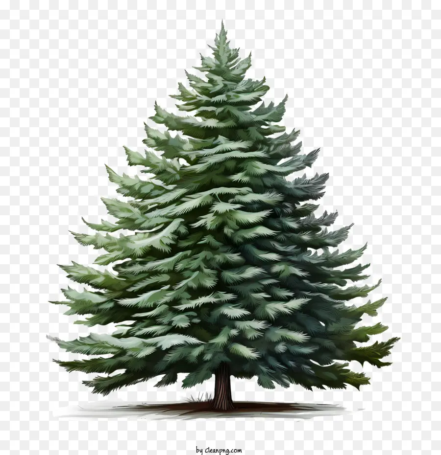 árbol De Hoja Perenne，árbol De Navidad PNG