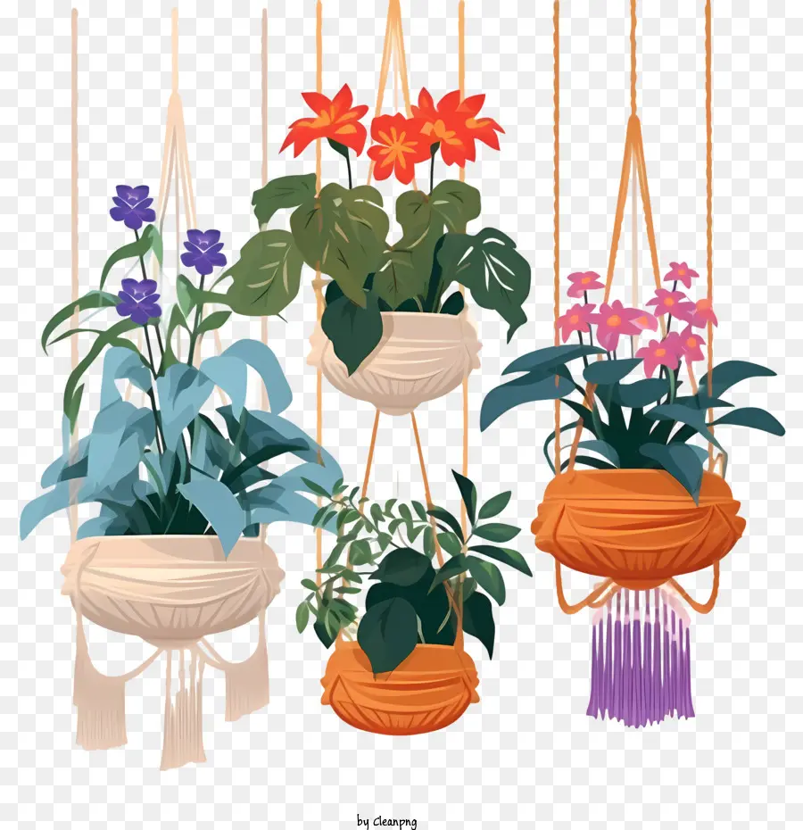 Planta Colgante Con Maceta，Plantadores Colgantes PNG