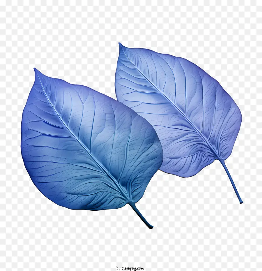 Hojas Azules，Naturaleza PNG