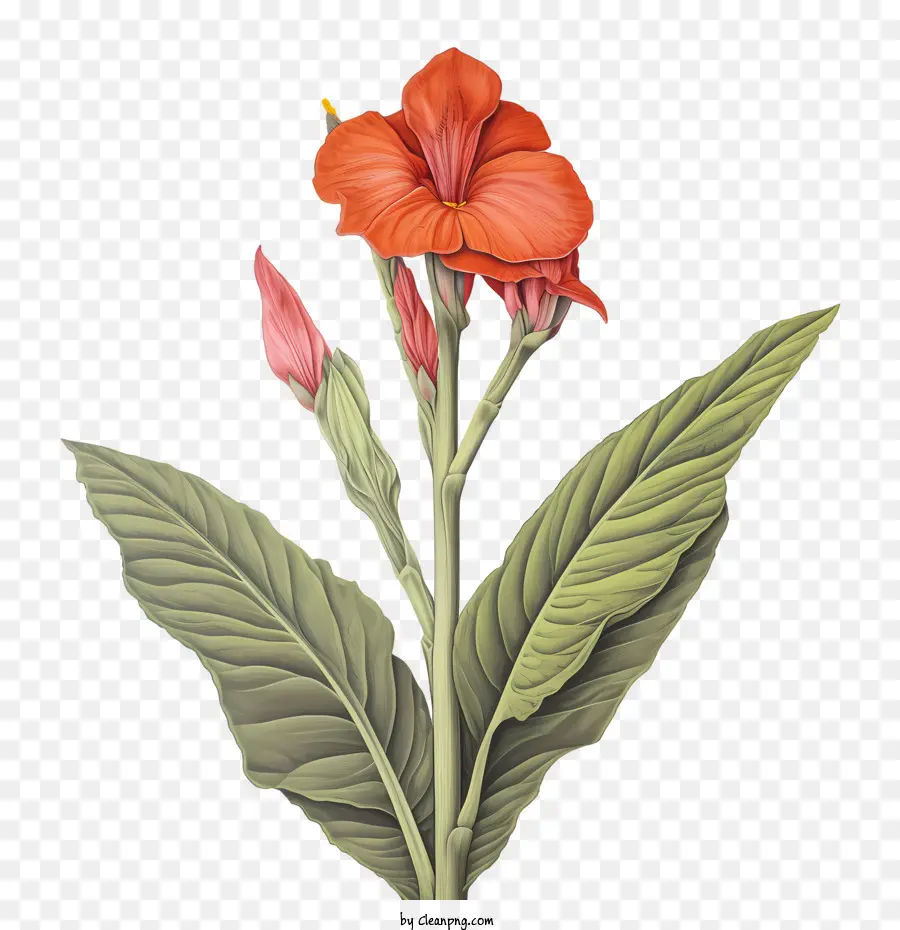 Canna Indica，Flor Rosa PNG